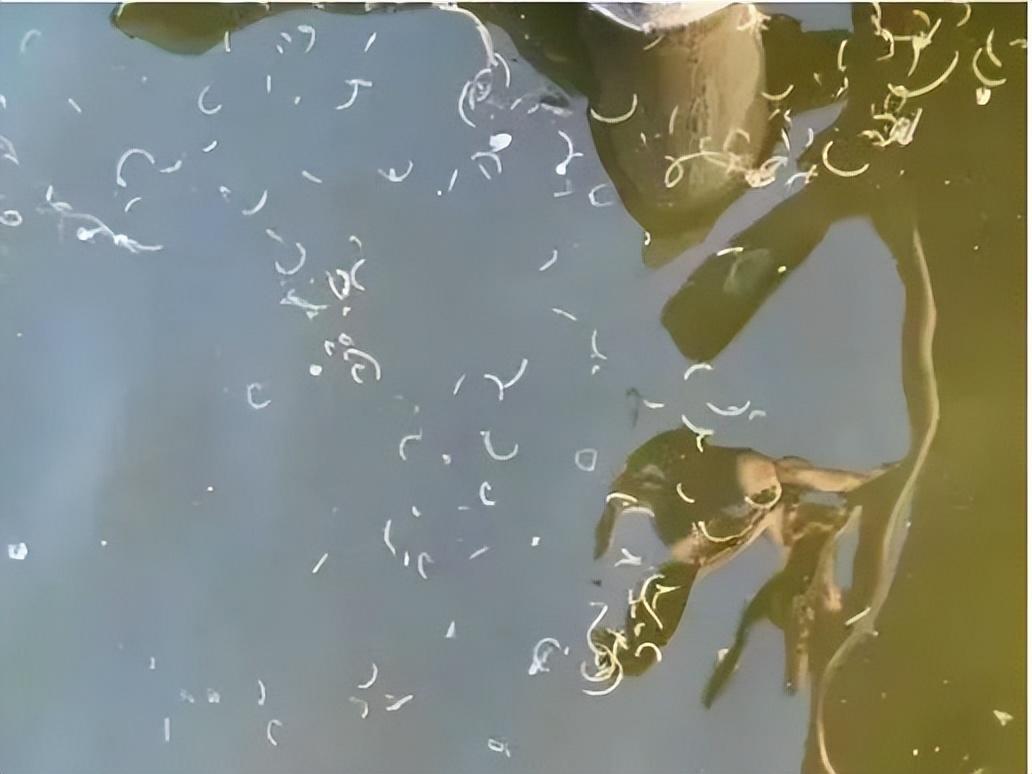 对虾"白便"不可怕,方法用不对才可怕