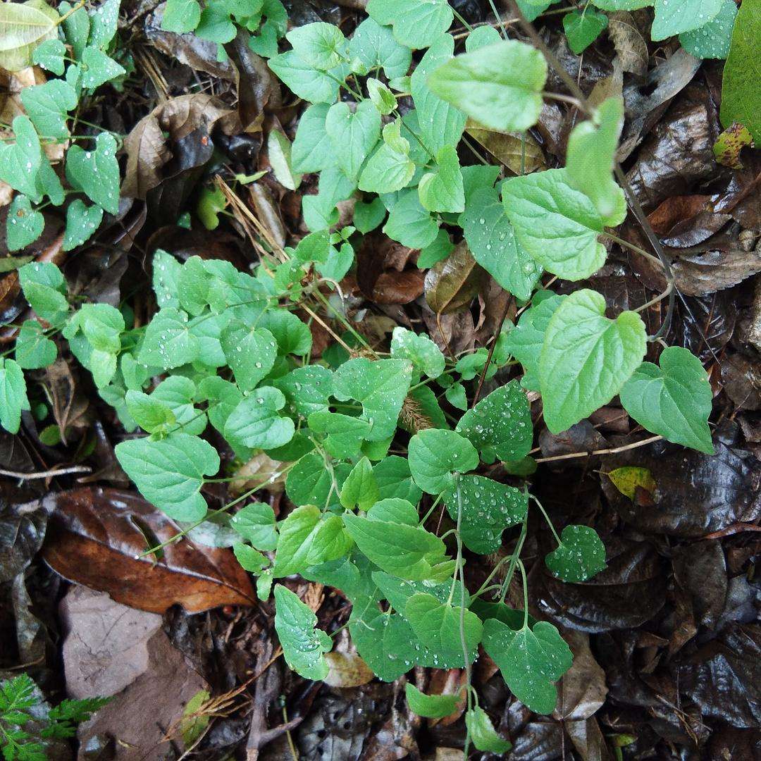 深山遇到的名贵植物"金钱豹",也叫土党参,你见过吗?