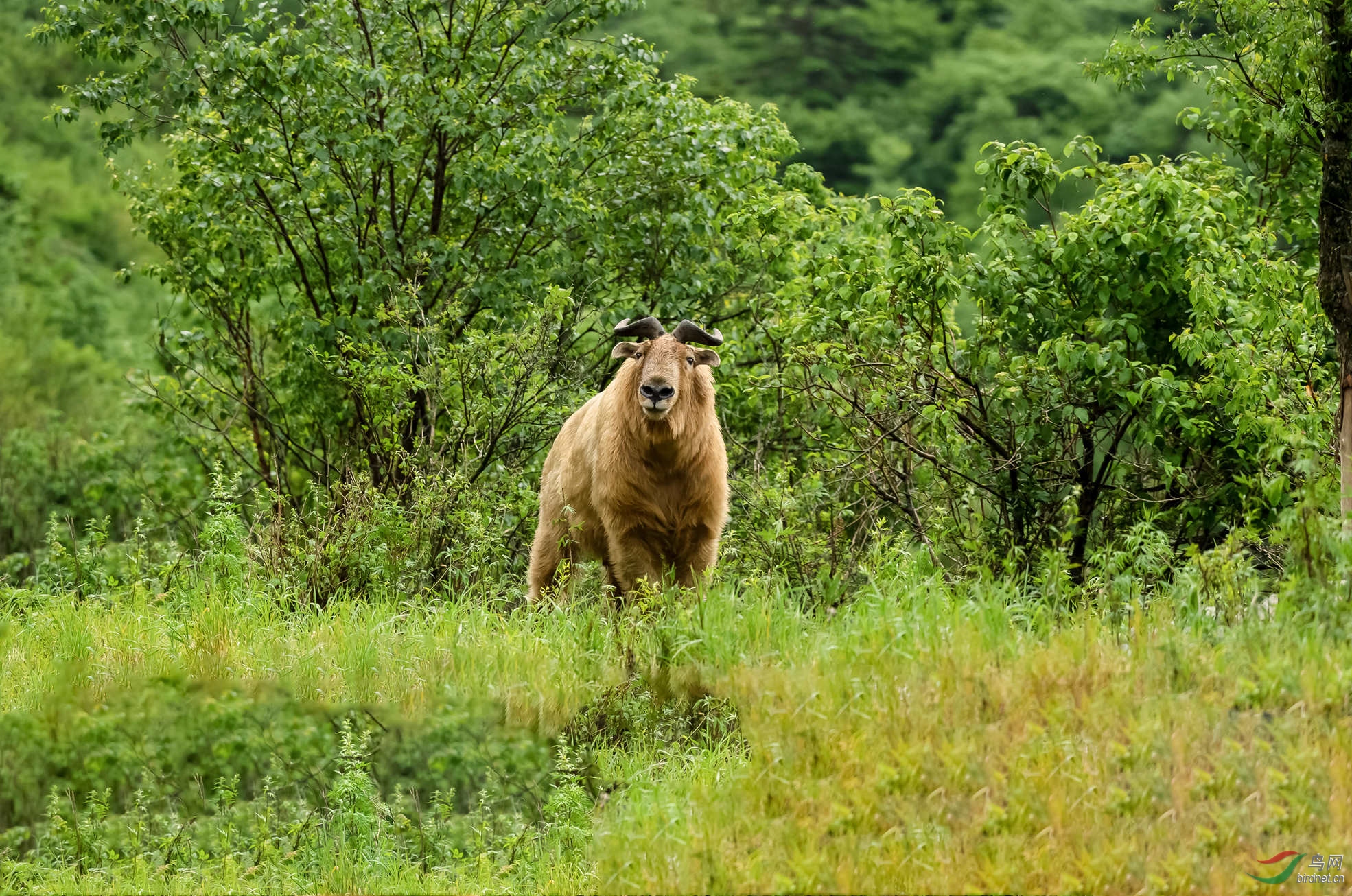 为什么比大熊猫还珍稀?神兽"四不像"惊现崇州,有何特点,价值