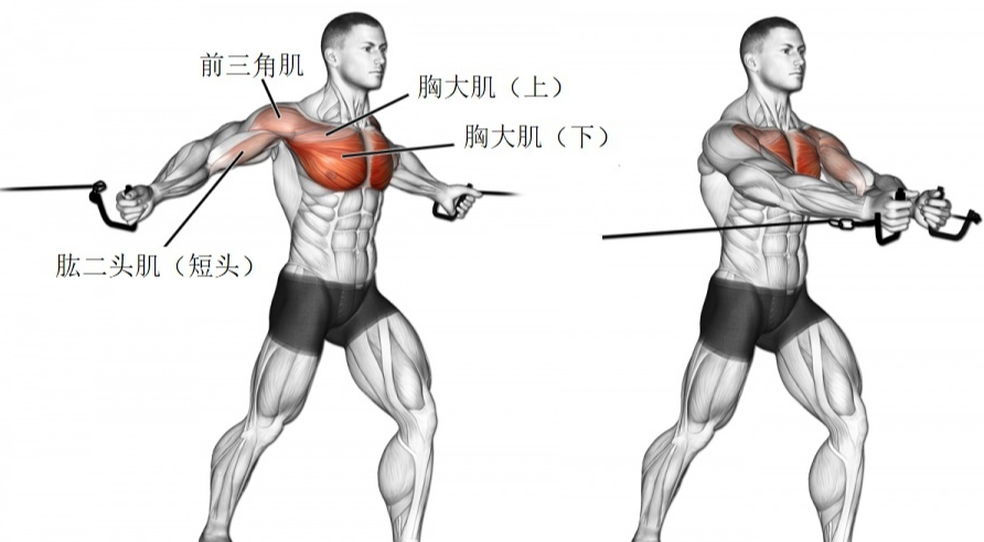 胸肌的雕刻动作