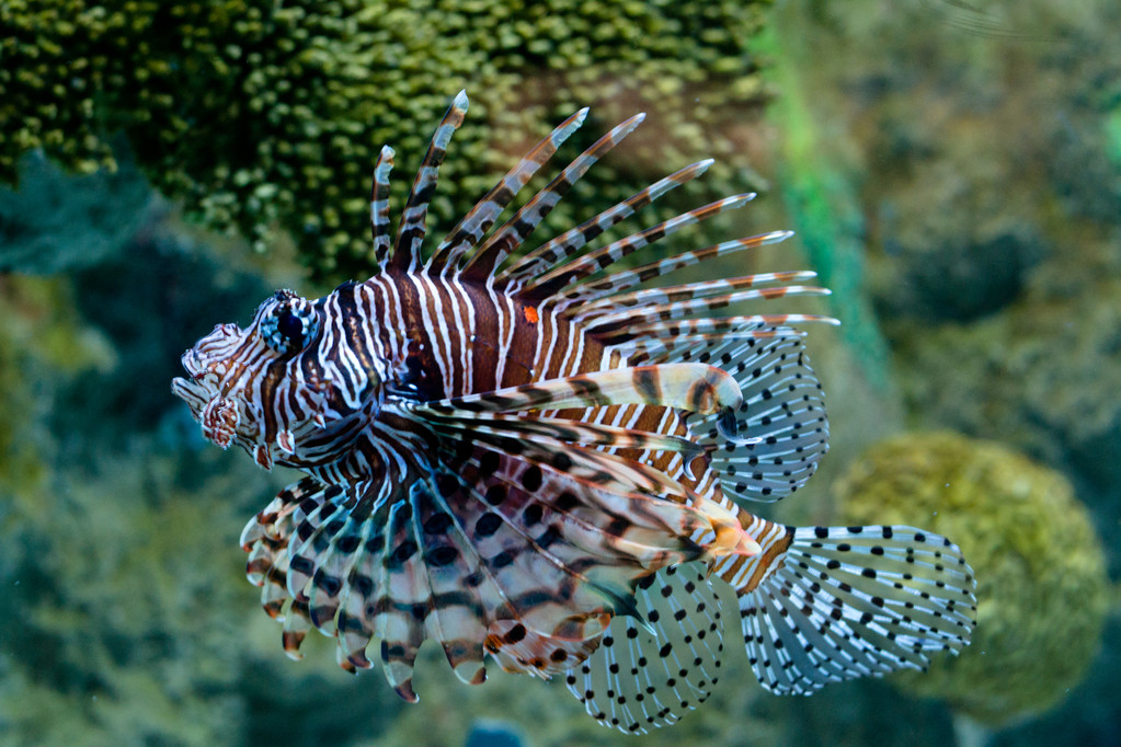 亚甲基蓝可以治疗鱼什么病?