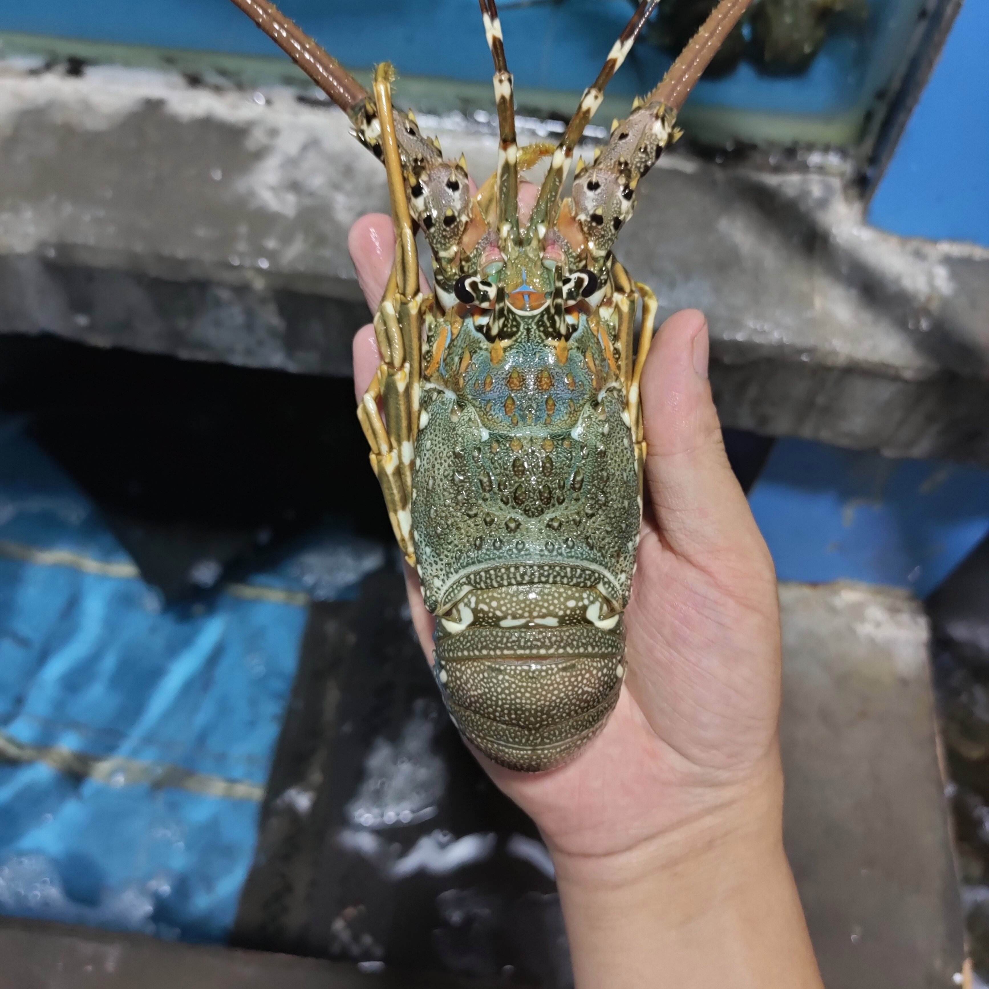 探索澳洲青龙虾高效养殖技术
