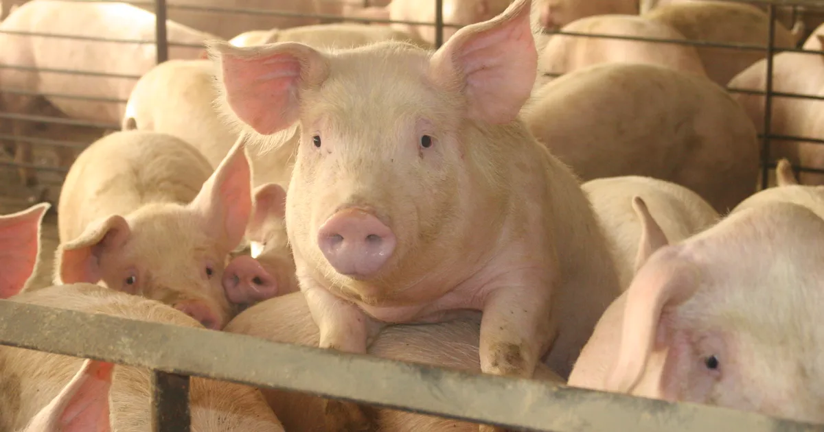 英国将焚毁10万活猪?超市餐馆都缺货,政府在忙着"香肠战"