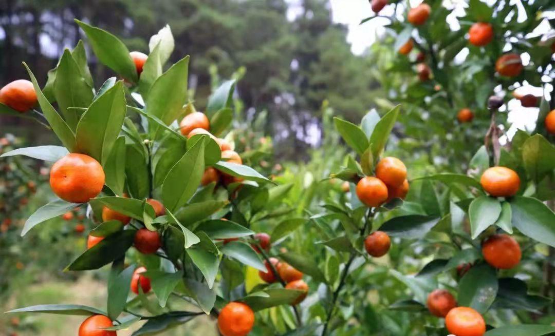 惠水金钱桔|漫山红遍 层林尽染