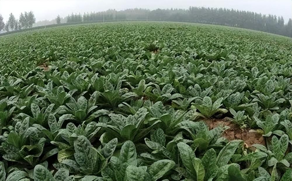 种植地黄爆发根腐病用什么办法和药剂控制!