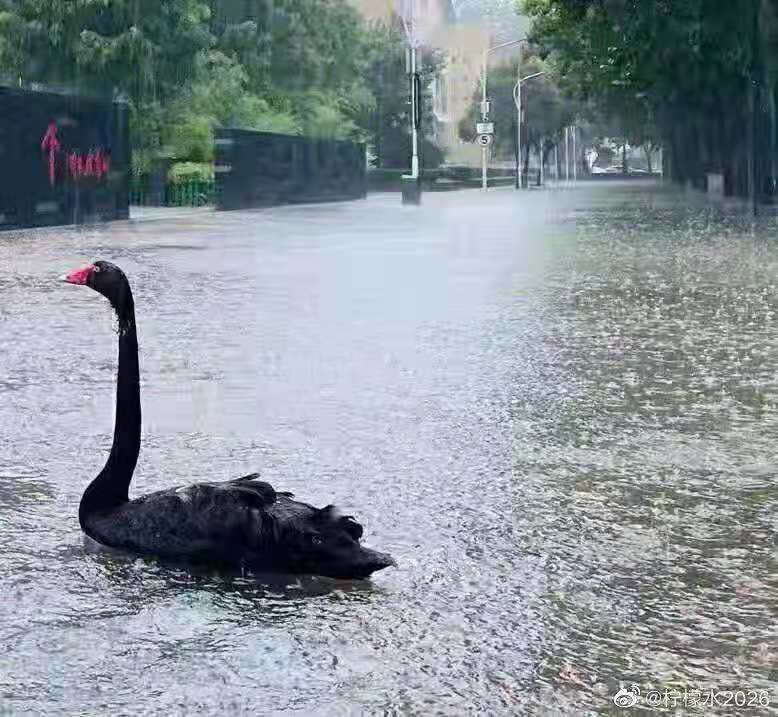 暴雨致郑州大学多处被淹,黑天鹅都游出来了,学生在宿舍用盆接水