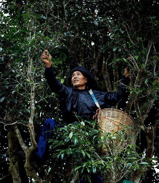 华夏风范|德昂族:古老的茶农,古老的茶文化