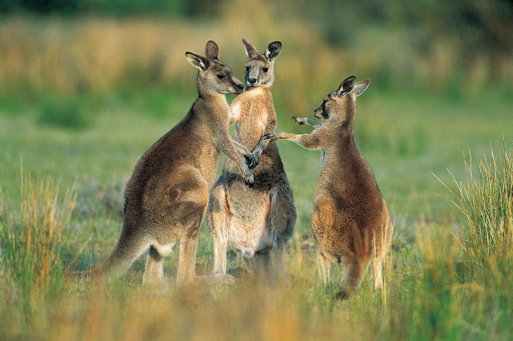 有这样一首可爱的儿歌:"袋鼠妈妈,袋鼠妈妈,有个袋袋,袋袋就是为了
