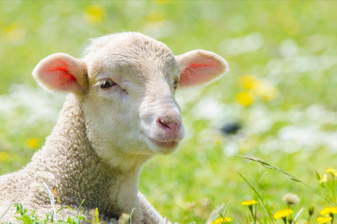 春天放羊需要注意什么?春天羊追肥放牧怎么放?春季放牧上篇