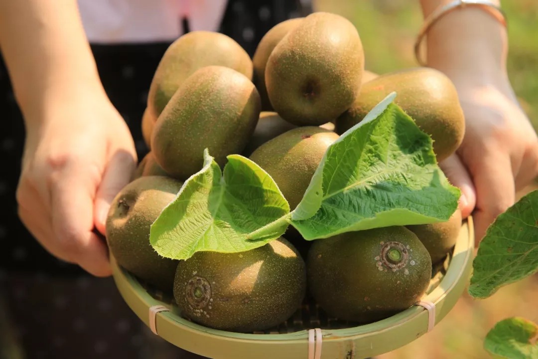 猕猴桃被称为中华"水果之王",为何最后,会变成"恶果"?