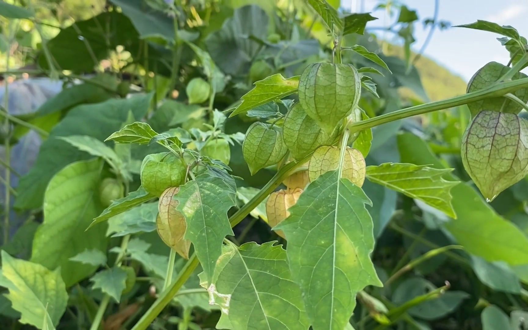 果子像灯笼的植物图片