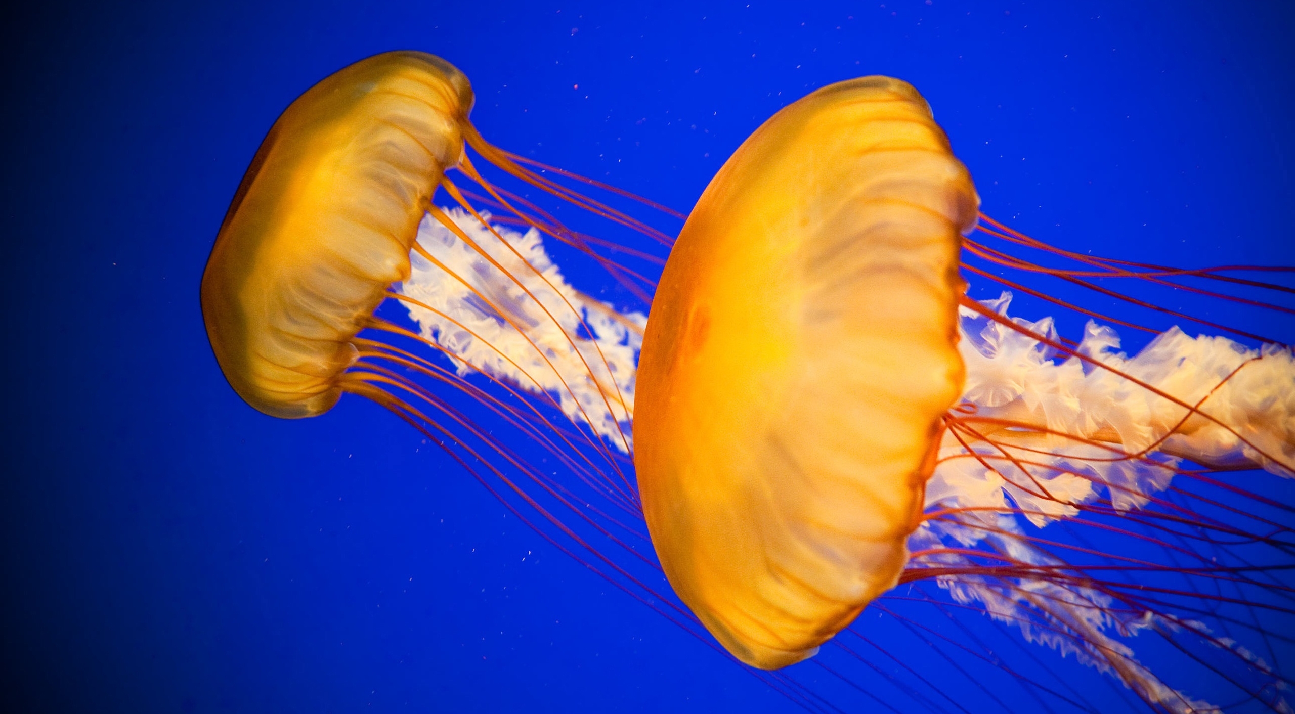 世界最罕见的水母图片图片