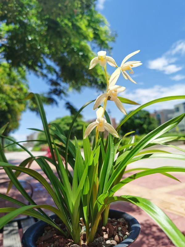兰花"青山玉泉",开花勤快,香气醇正,便宜好品种,适合新手养