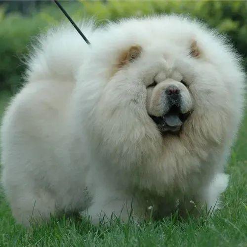 松狮犬饮食小心!主人们不知道的注意事项,一错就影响它们的健康