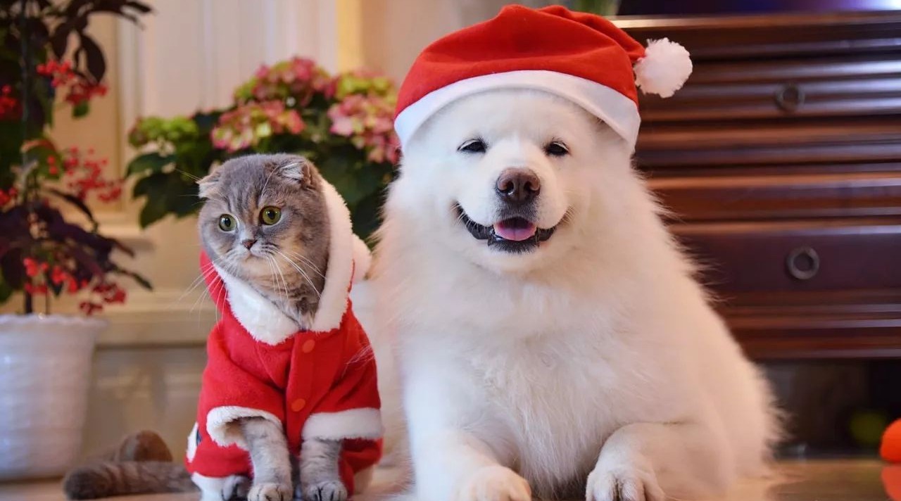 又一行规模达千亿!"它经济"崛起,未来该如何掘金?