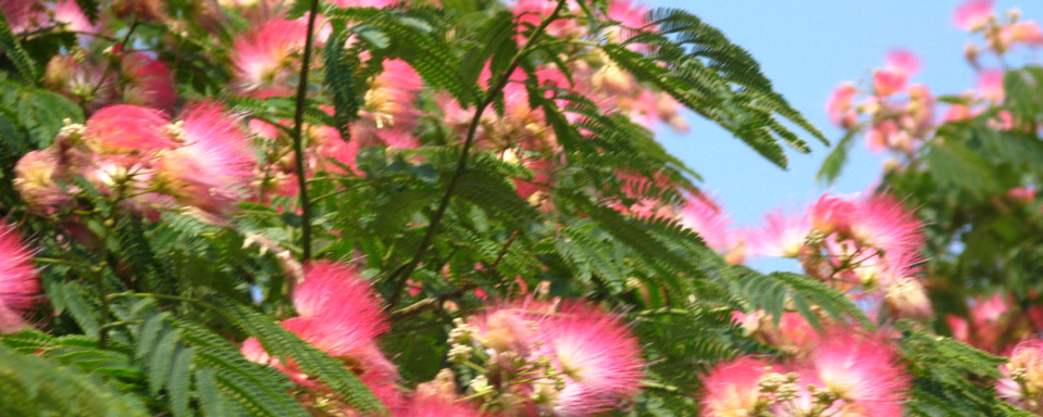 合欢树为什么叫鬼树(合欢树为什么叫鬼树,多久开花)