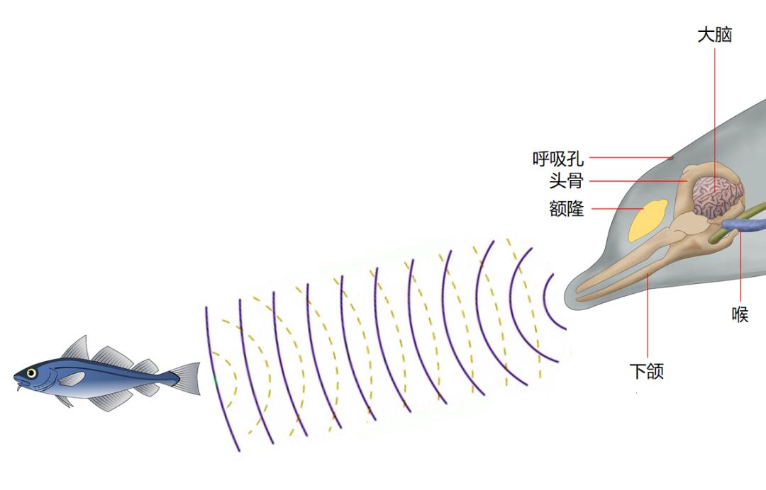 海豚大脑和人类大脑图片