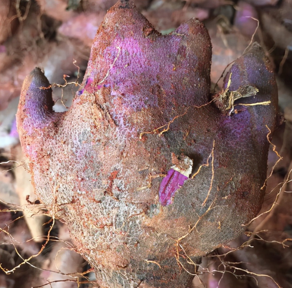 农民充饥的"充饥粮"脚板苕,如今亩产值超20000元,为何无人种