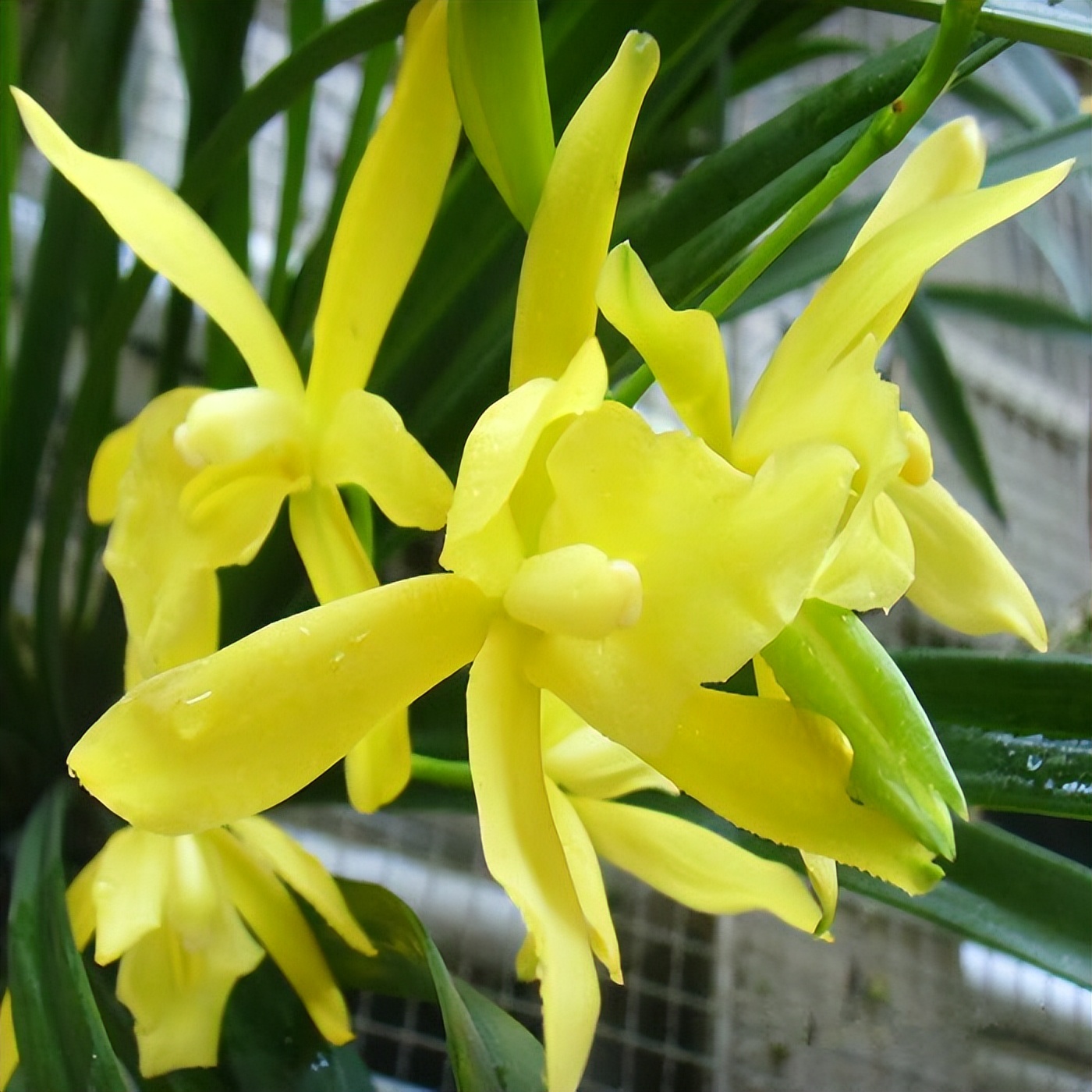 黄金小神童兰花,花色金黄,香气雅致,寓意好