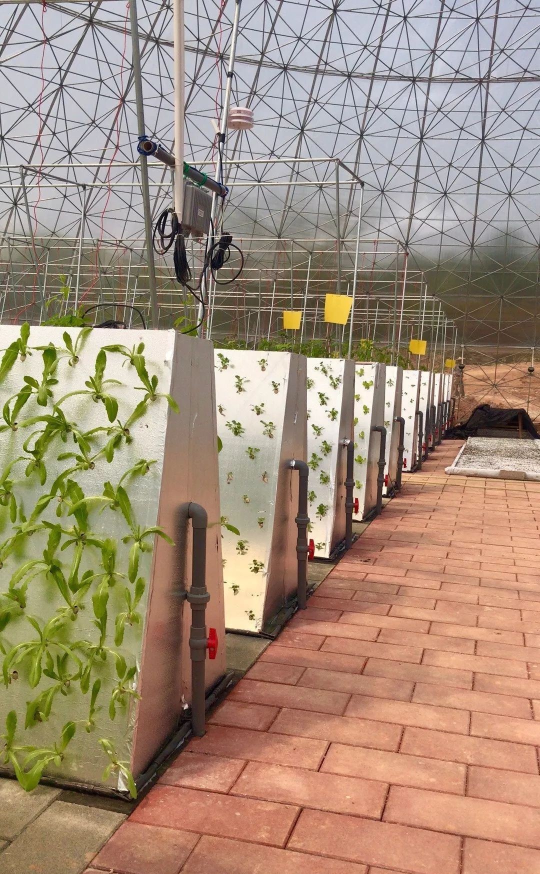 1小哥"空气种菜"1根立柱6个面,比地上增产6倍,是否值得推广?