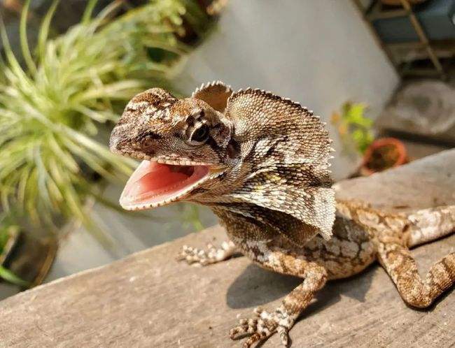 来自大洋洲的剑客-斗篷蜥