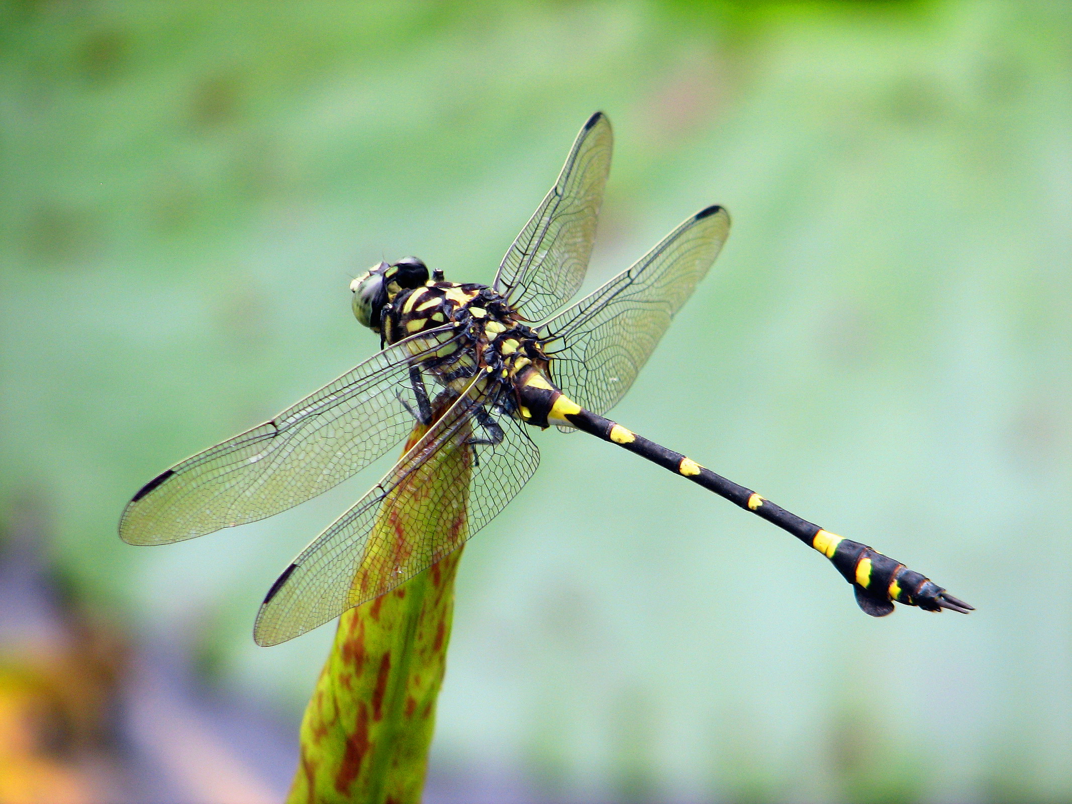 蜻蜓维持生态的重要角色