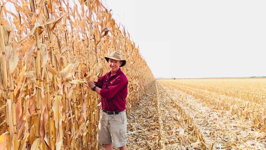 美国的玉米一亩能产多少斤和中国相比差距有多少