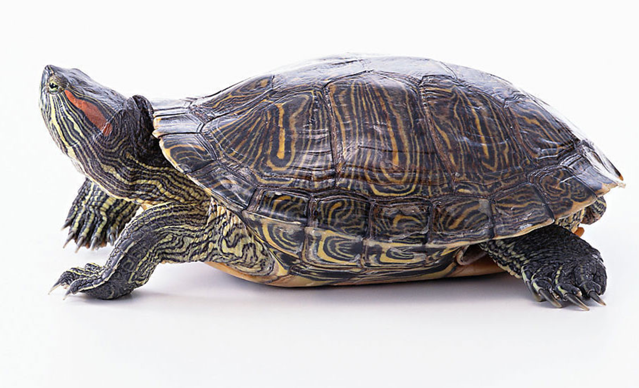 黄耳龟和巴西龟区别是什么?这三个区别你知道吗?