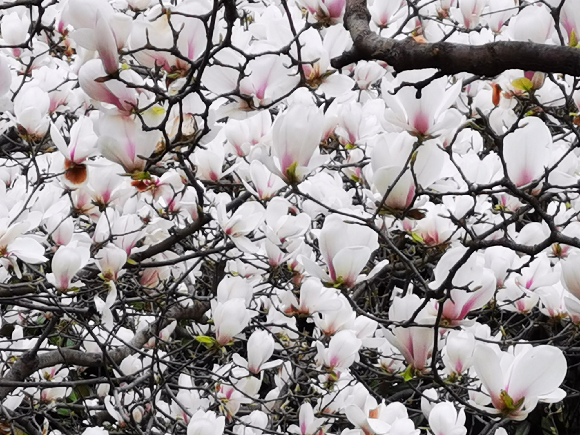 春天里的陕西—百花齐放争春晖
