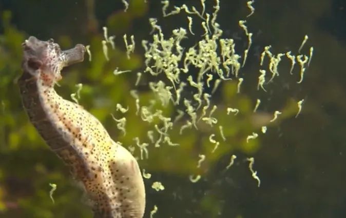 雄性海马生孩子,一次喷射近500只小海马!