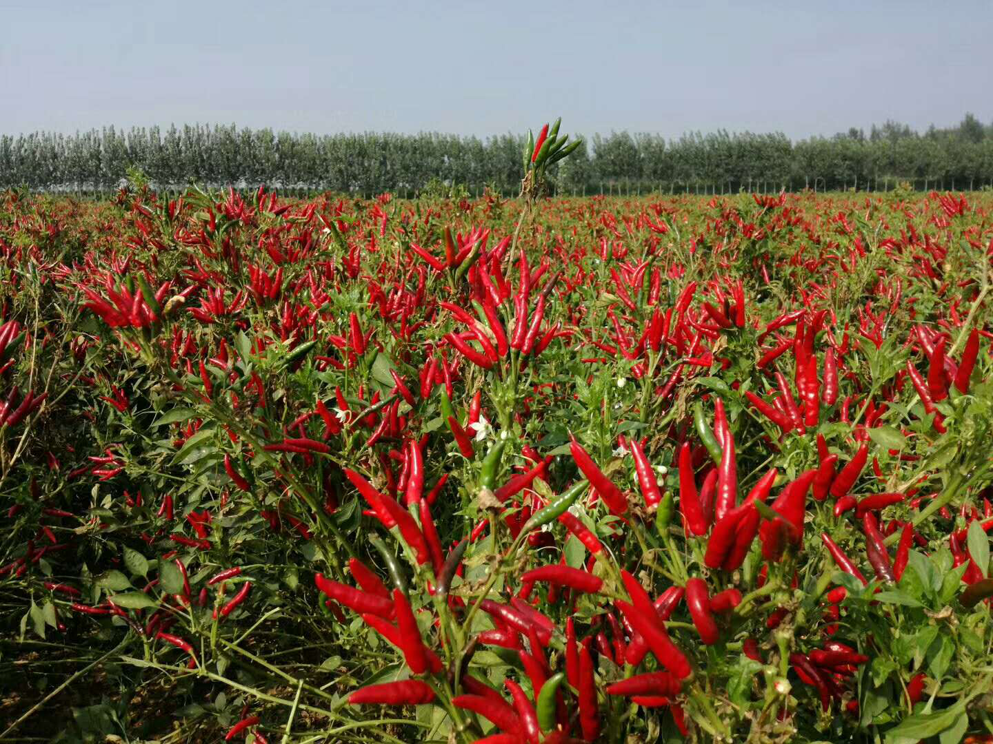 2020年8月25日份河南内黄辣椒价格 - 2020年最新商品信息聚合专区