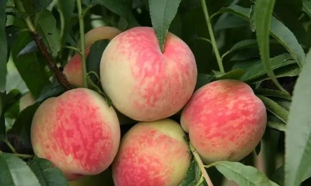 解锁夏日甜蜜,在湖州你可以吃到这些水果