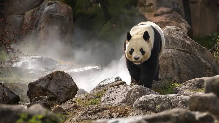 欢迎旅居法国的大熊猫"圆梦"回到中国!