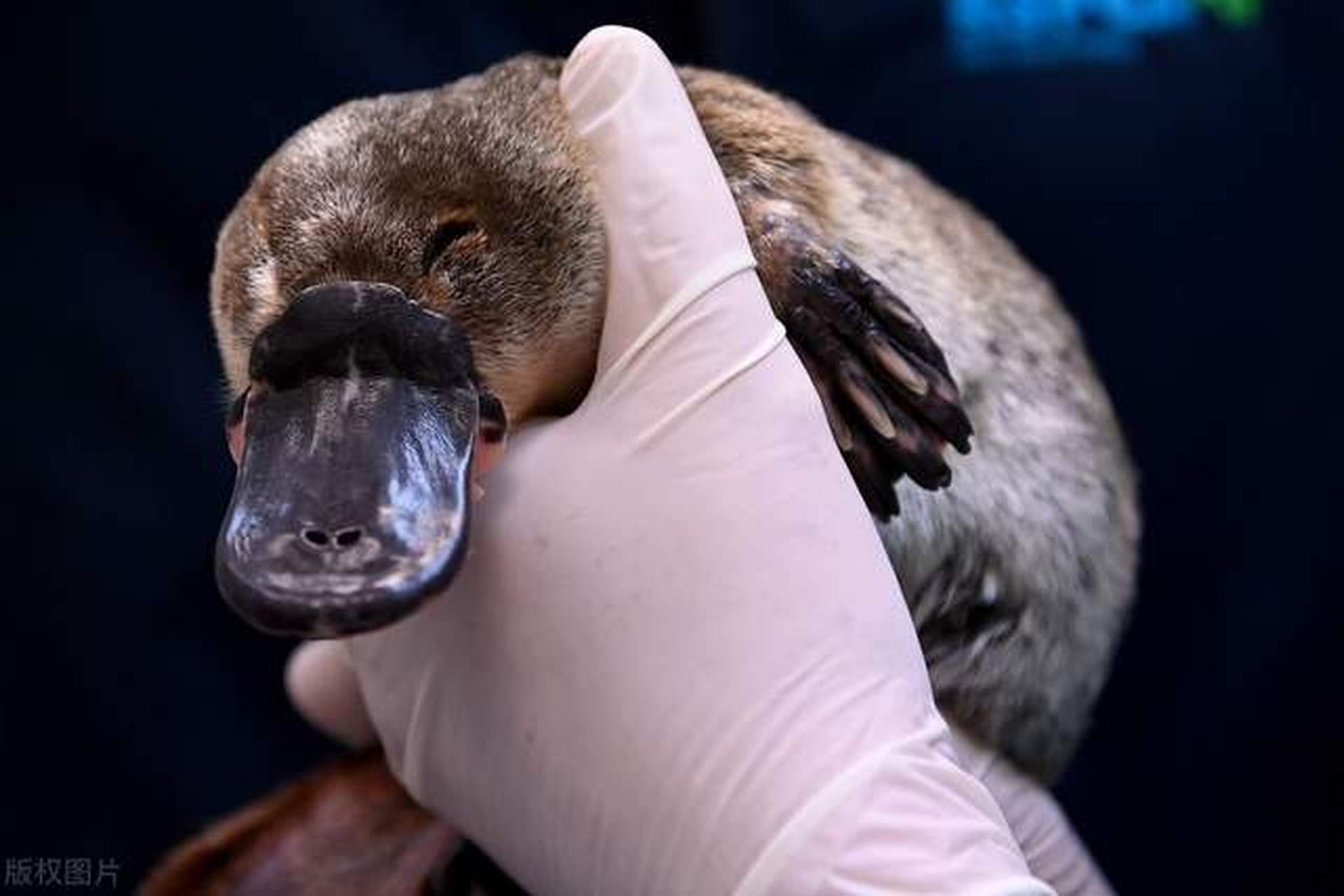 鸭嘴兽是一种半水栖哺乳动物,长嘴像鸭子,身体像鼹鼠,脚掌像鹿.