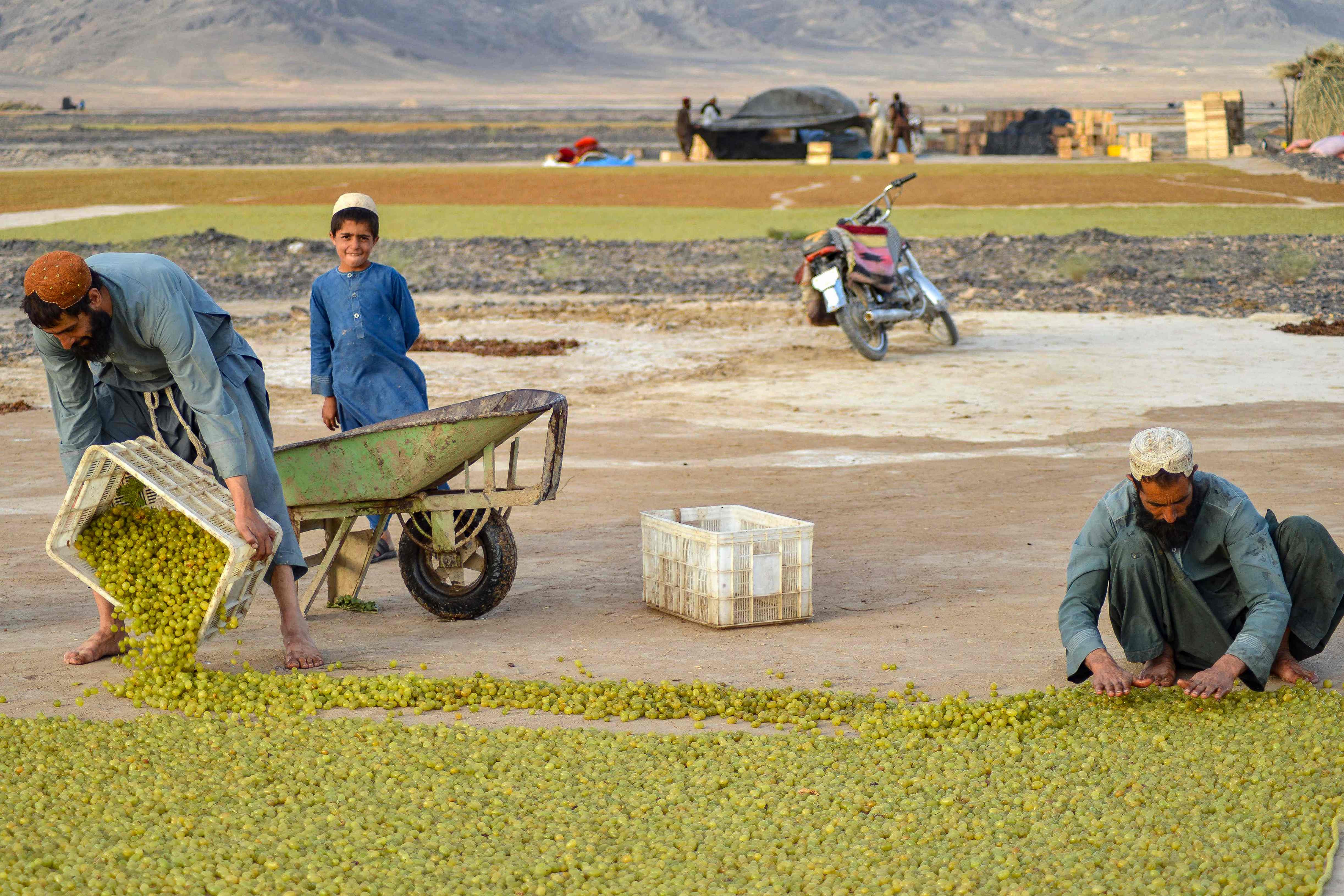 阿富汗:晾晒葡萄干