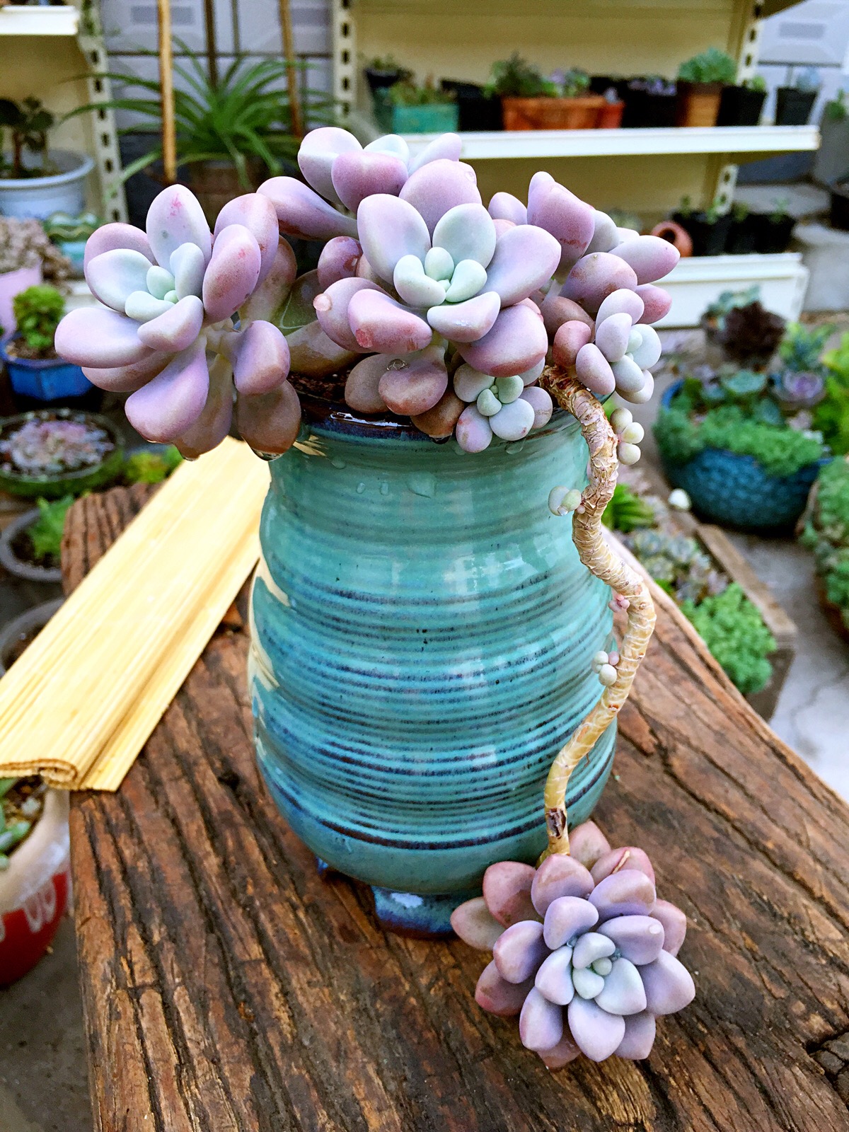 10种花,空气再干也别"喷水",容易黄叶"掉花苞"