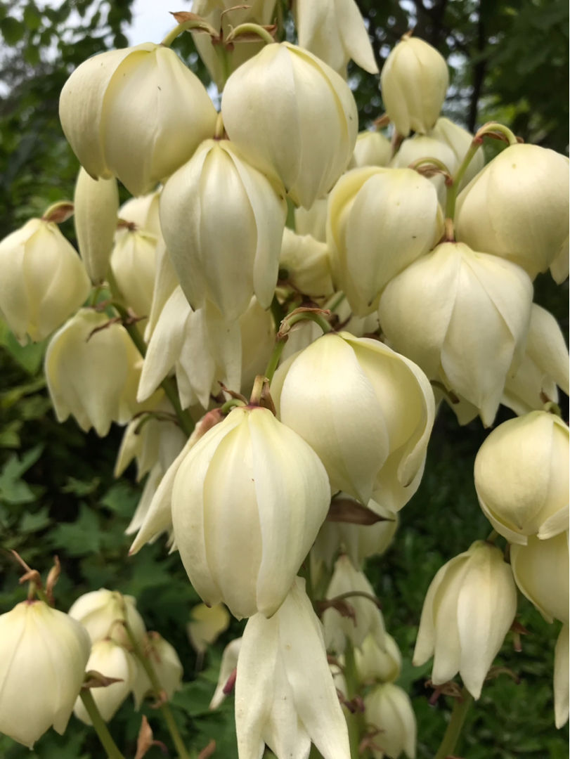 路边的“扎人花”，原来叫“凤尾丝兰”，开花像是一串大蒜_百科TA说