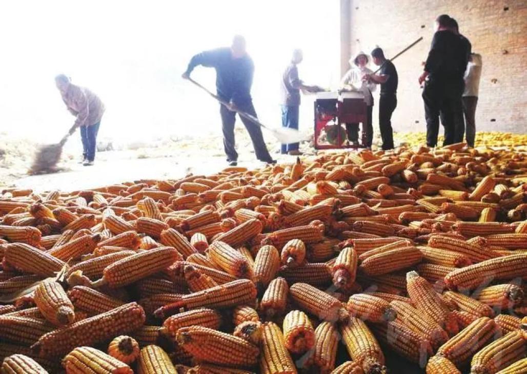 冬藏粮食图片