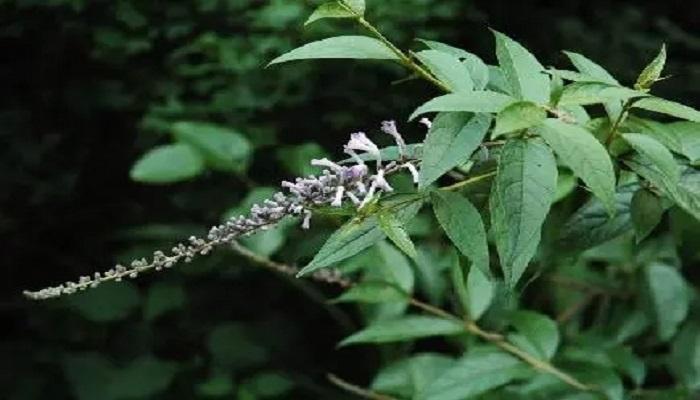 闭鱼花生长环境图片