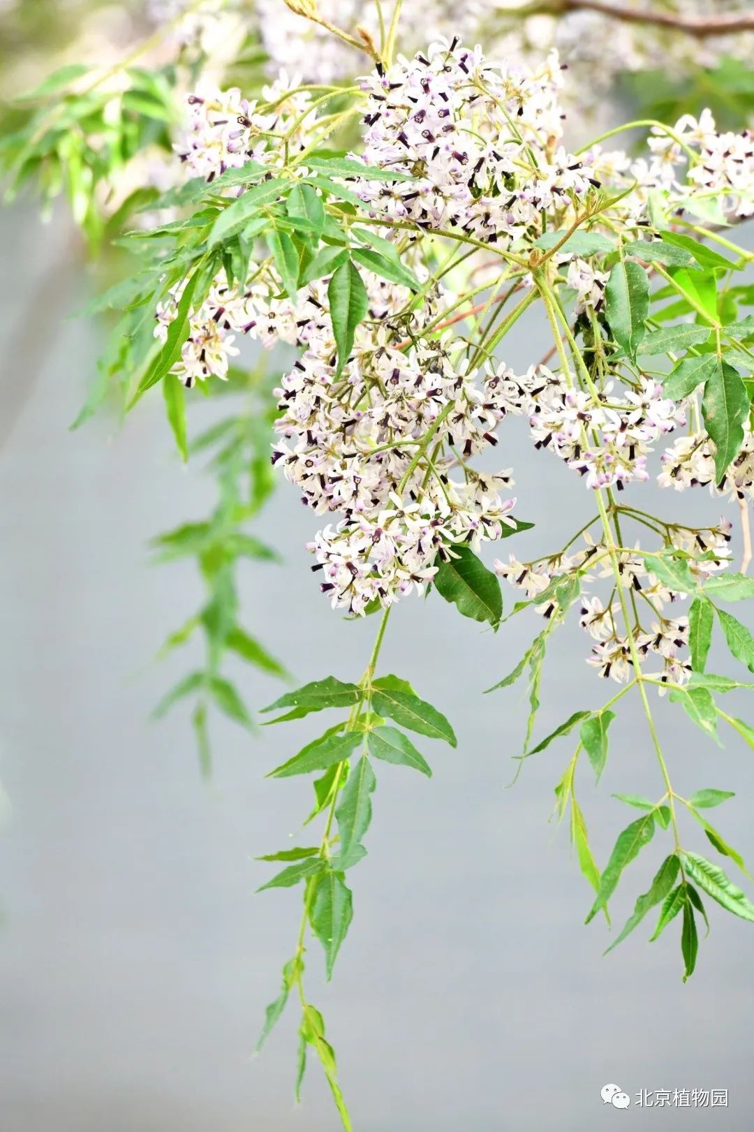 植物"云"科普丨苦楝