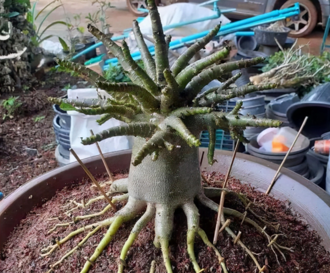 十一月养沙漠玫瑰,满足生长习性,催出"八爪根",养成盆景老桩