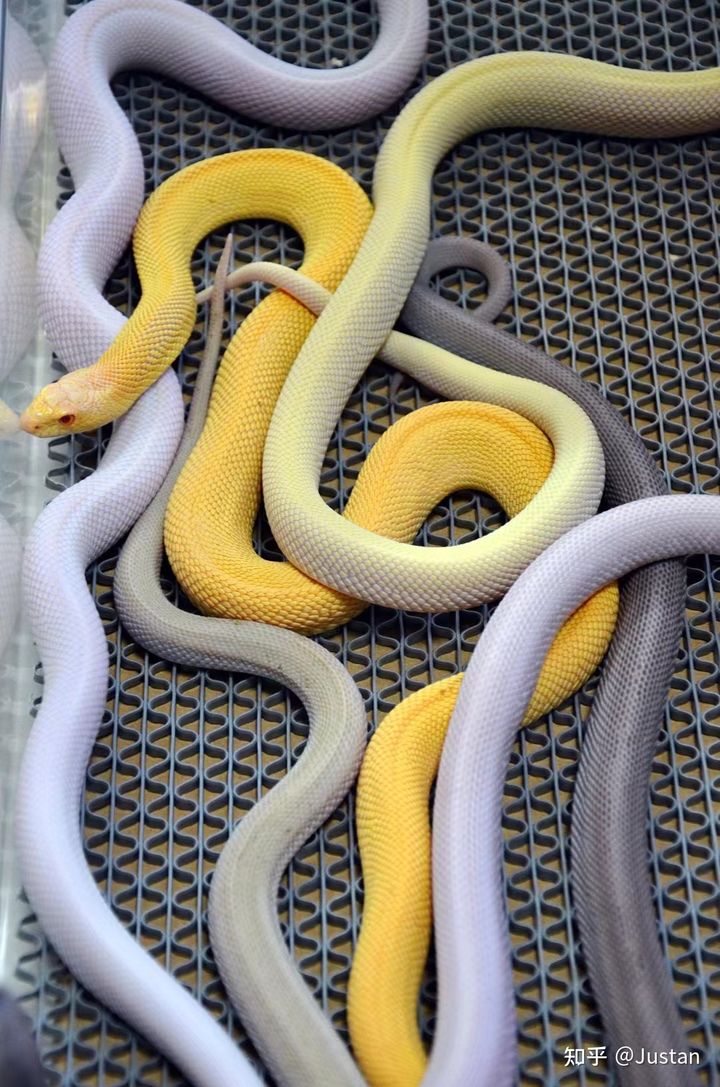 宠物蛇品系全知道(下)