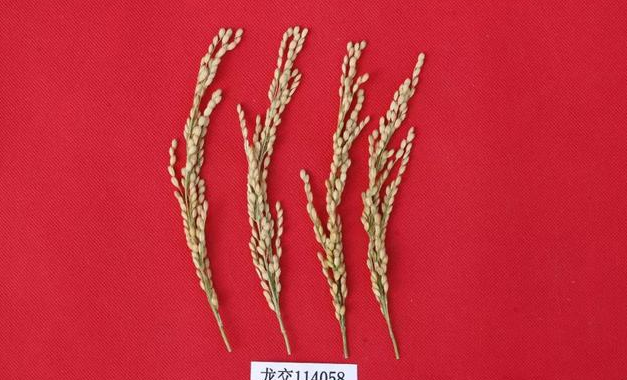 优质糯稻品种龙粳57,抗稻瘟病,高产抗倒,种糯稻首选品种