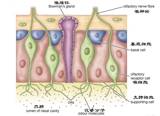 嗅觉背后的秘密:一份来自气味识别的深度生理学知识集锦