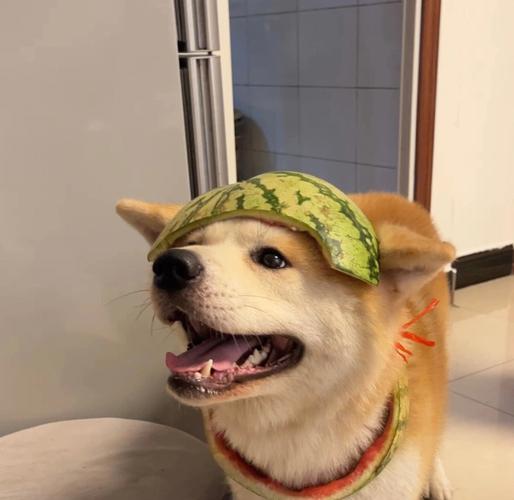 为什么老一辈人养狗,大多不会对狗产生感情?