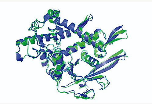 蛋白三维结构图图片