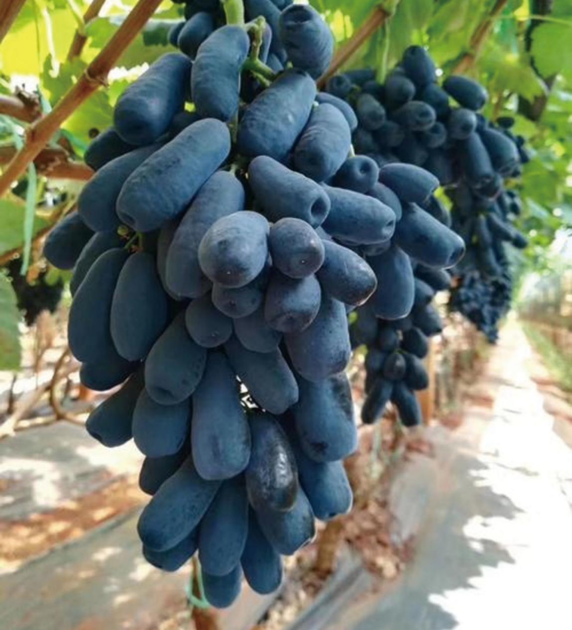 蓝宝石葡萄人称最美葡萄,外形好看,好吃还无籽