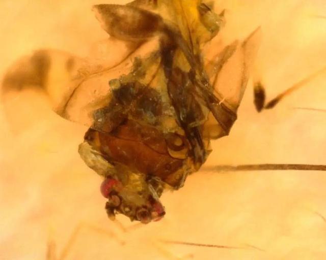 推荐义乌女孩眉心长了一颗“痣”，居然是活的，还会乱动