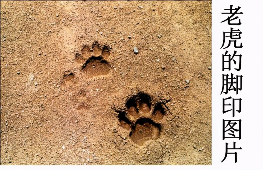 抚顺村民发现猫科动物踪迹,为何老虎这么强,狩猎成功率却很低?