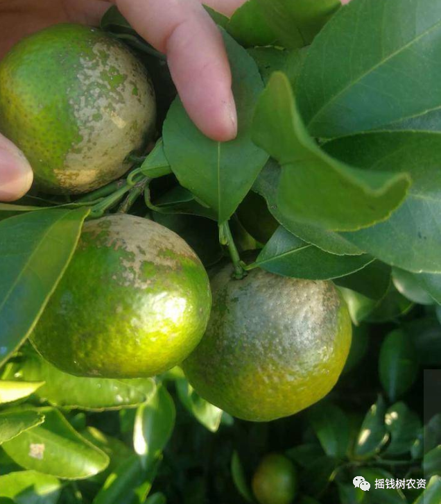 柑橘出现白色花皮果?还不认识白癞病!